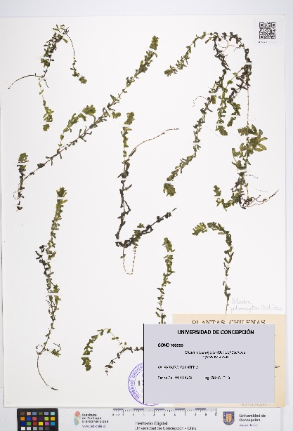 Elodea potamogeton [Espécimen: UDEC:CONC:0133893]