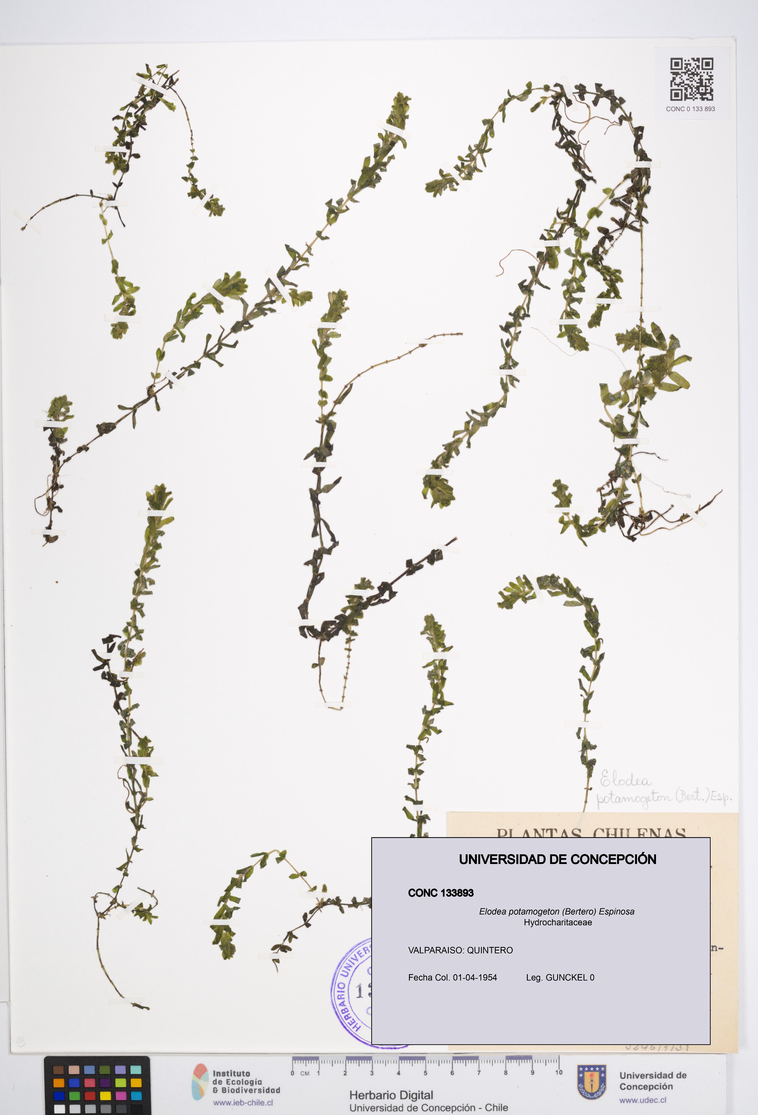Elodea potamogeton [Espécimen: UDEC:CONC:0133893]