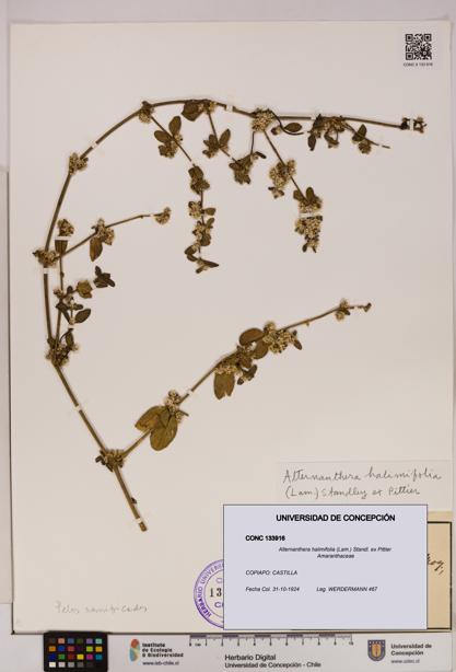 Alternanthera halimifolia [Espécimen: UDEC:CONC:0133916]