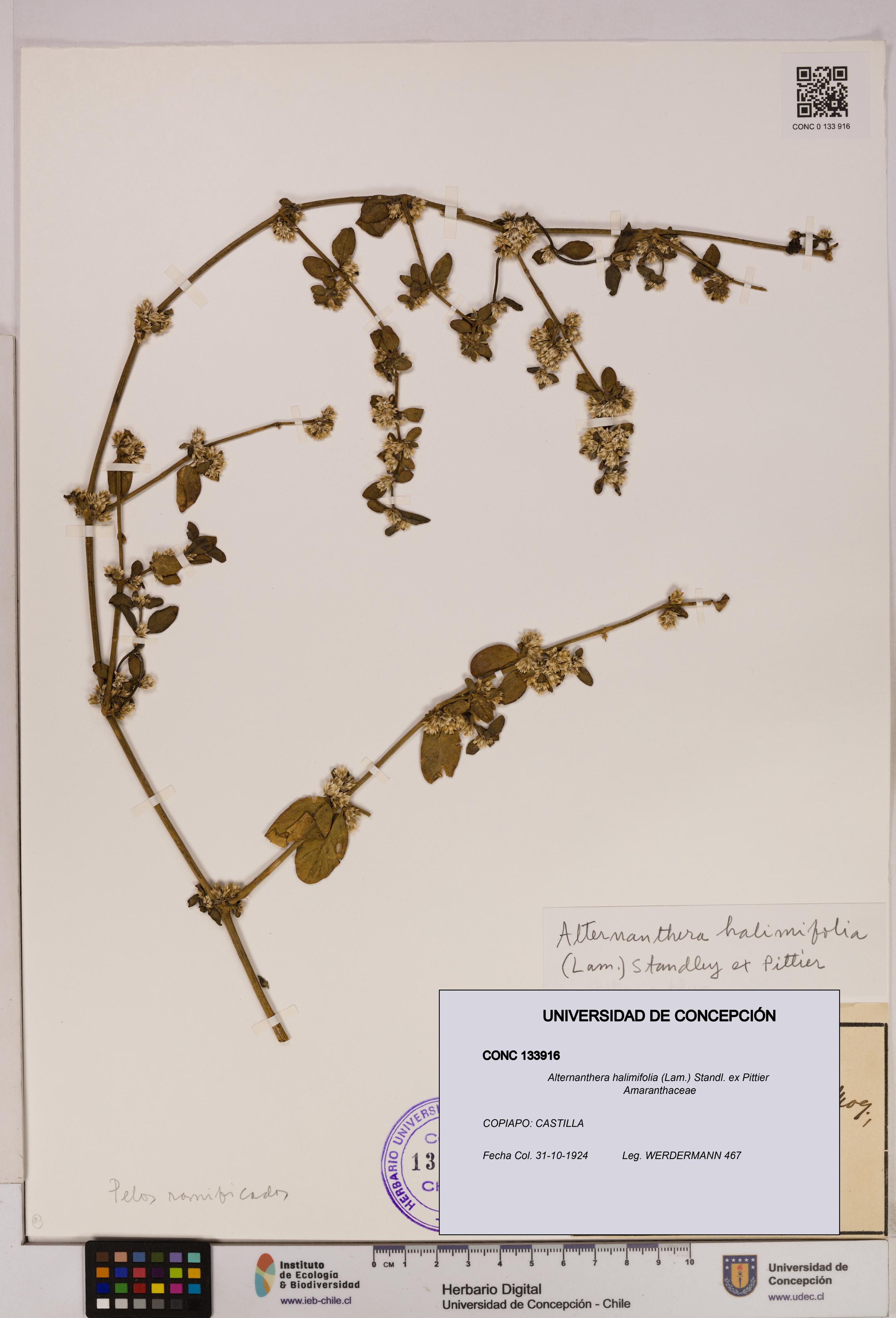 Alternanthera halimifolia [Espécimen: UDEC:CONC:0133916]