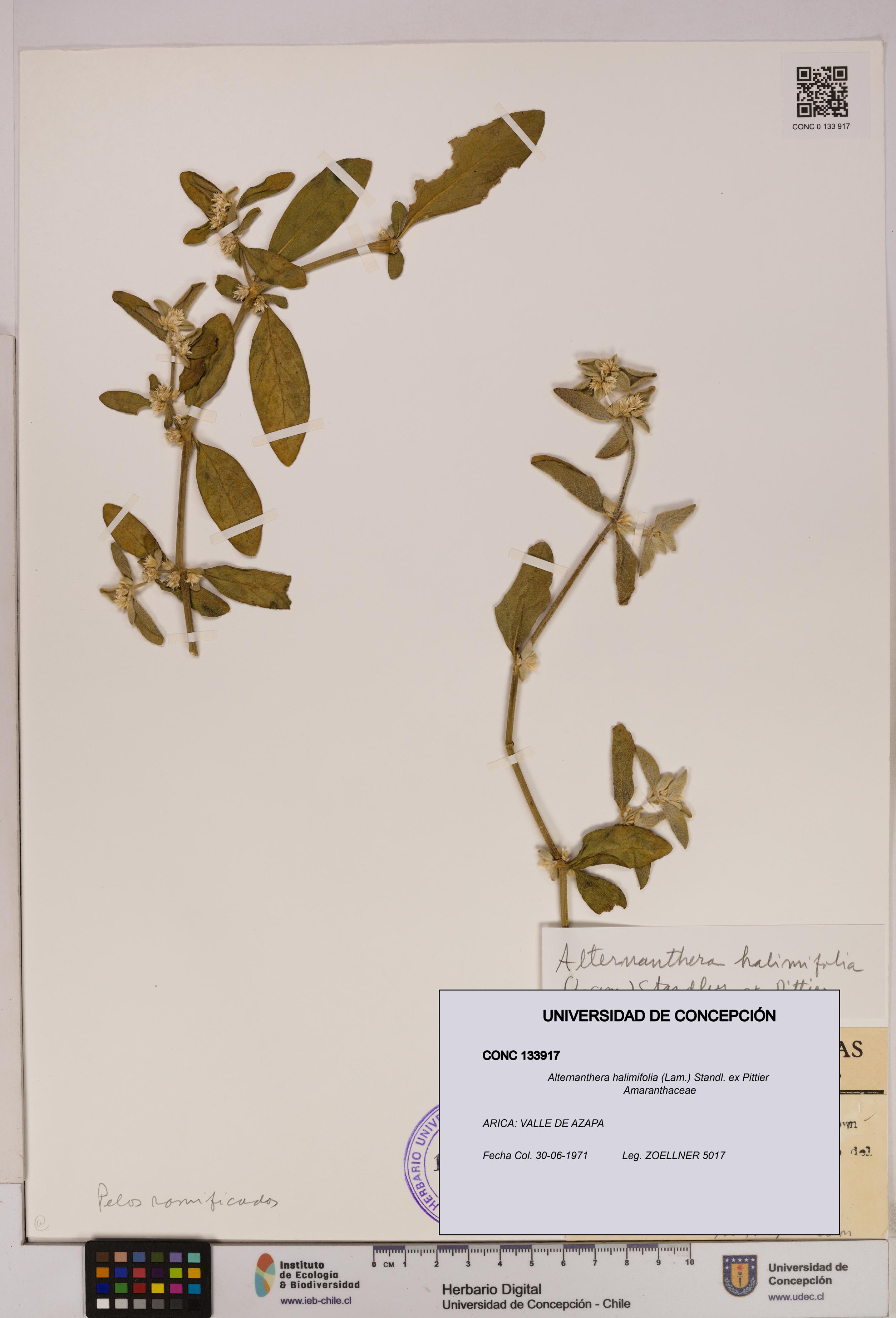 Alternanthera halimifolia [Espécimen: UDEC:CONC:0133917]