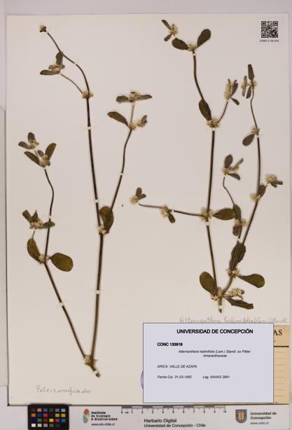 Alternanthera halimifolia [Espécimen: UDEC:CONC:0133918]