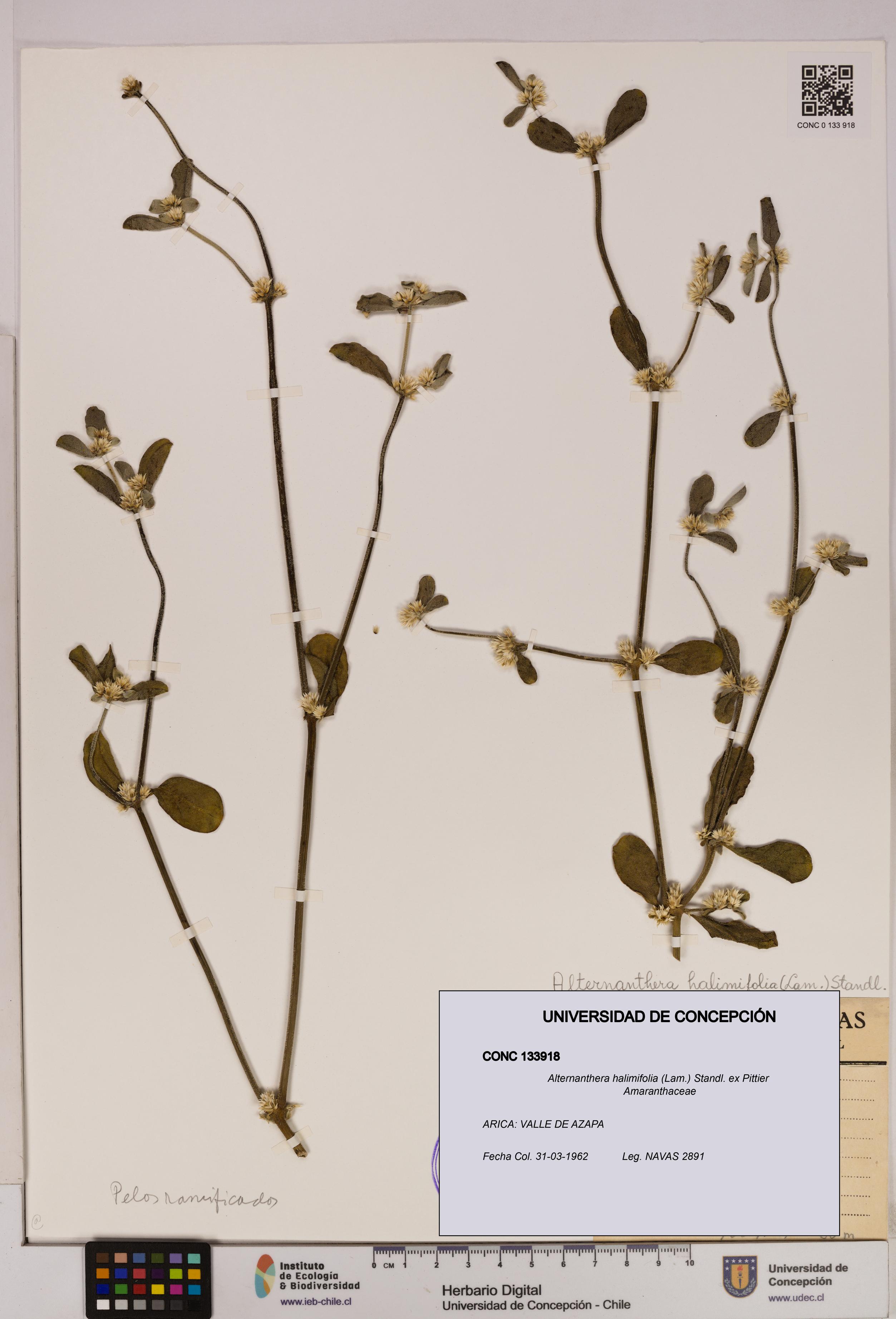 Alternanthera halimifolia [Espécimen: UDEC:CONC:0133918]