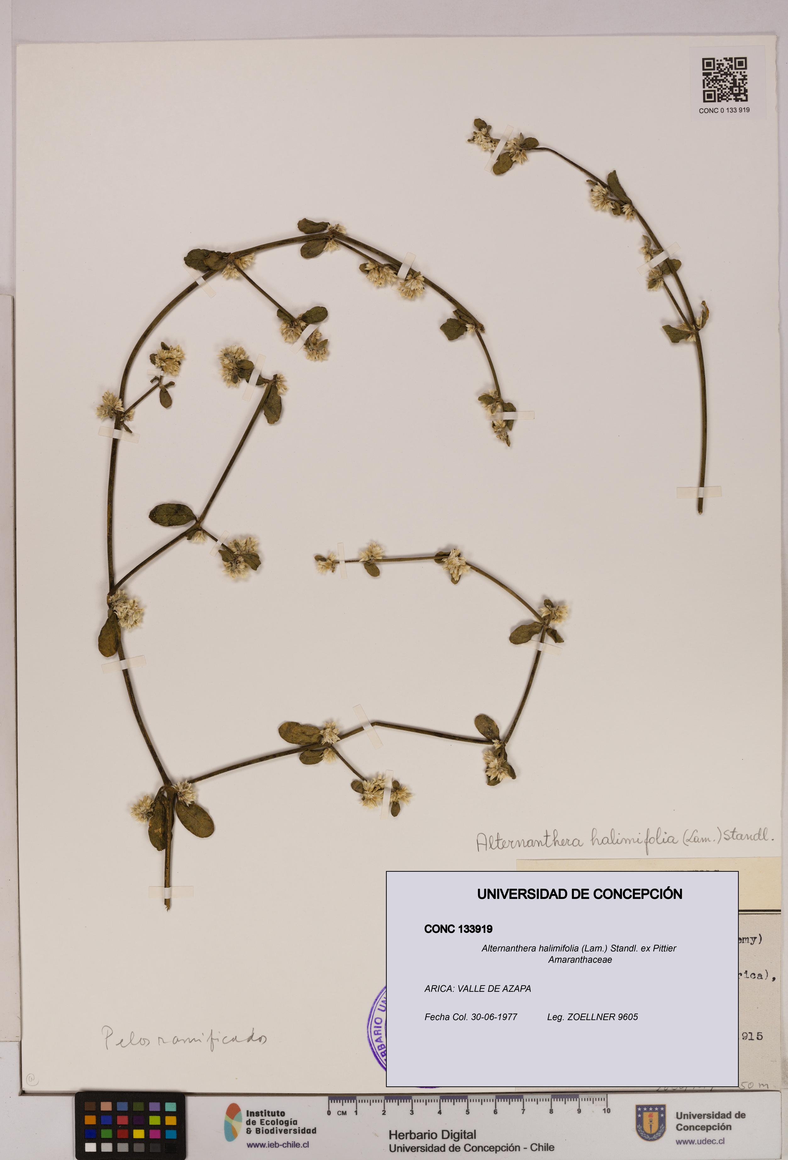 Alternanthera halimifolia [Espécimen: UDEC:CONC:0133919]