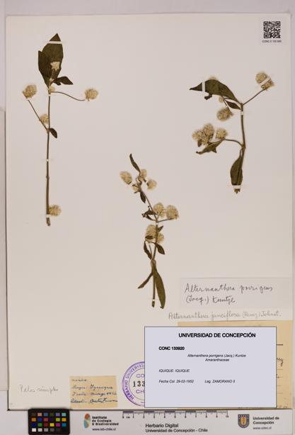 Alternanthera porrigens [Espécimen: UDEC:CONC:0133920]