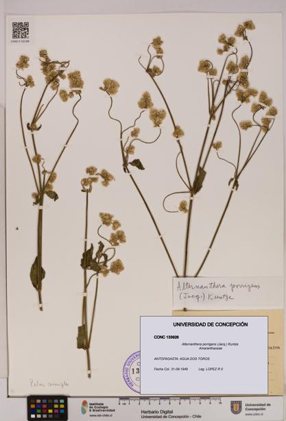 Alternanthera porrigens [Espécimen: UDEC:CONC:0133926]