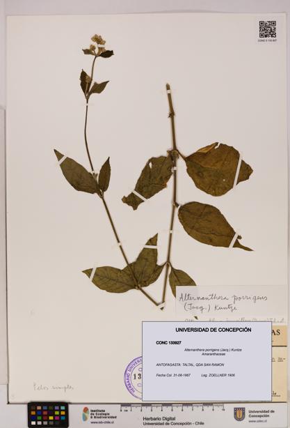 Alternanthera porrigens [Espécimen: UDEC:CONC:0133927]