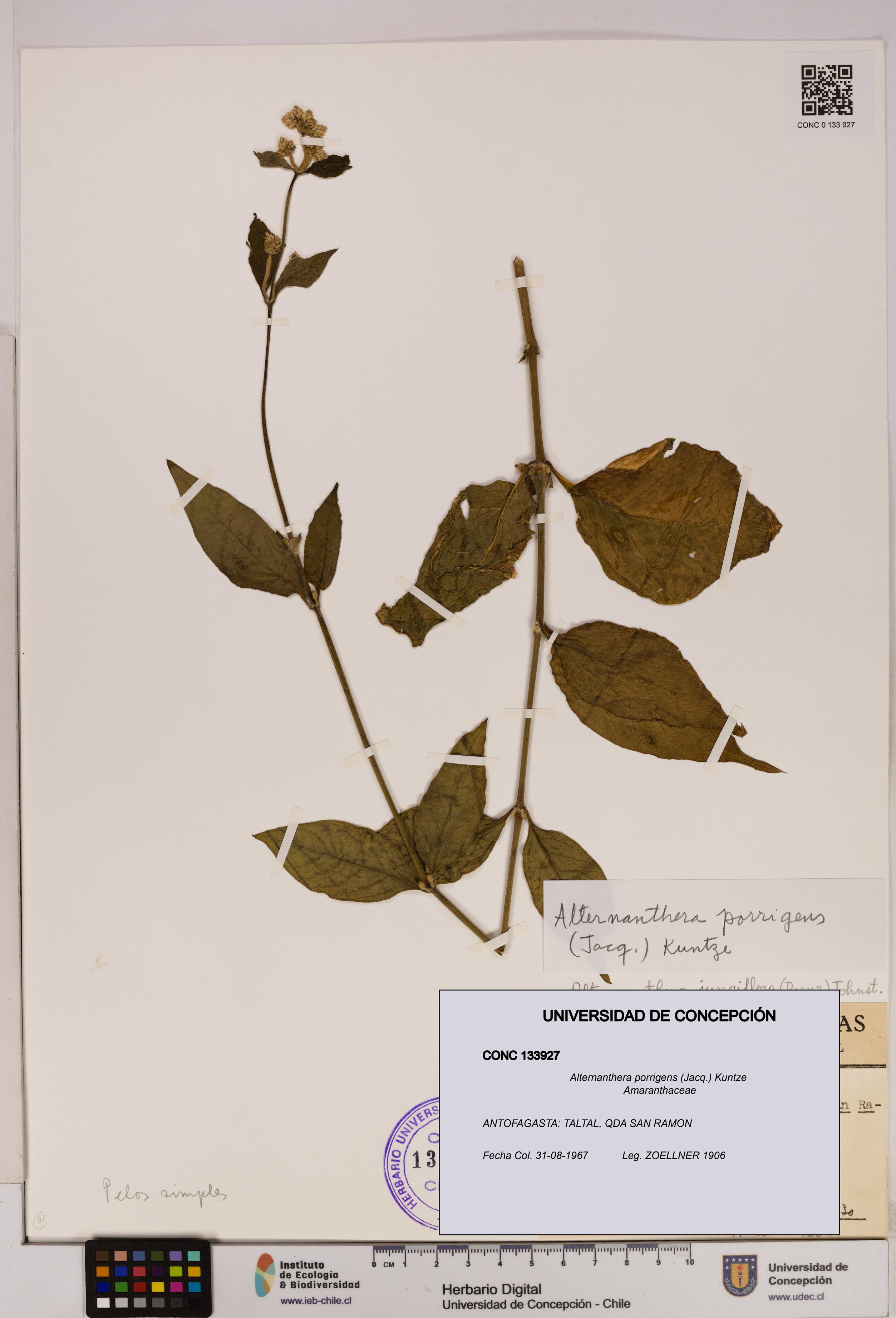 Alternanthera porrigens [Espécimen: UDEC:CONC:0133927]