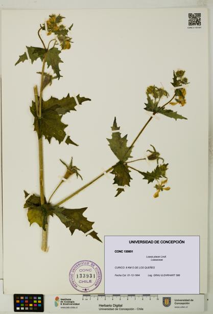 Loasa placei [Espécimen: UDEC:CONC:0133931]