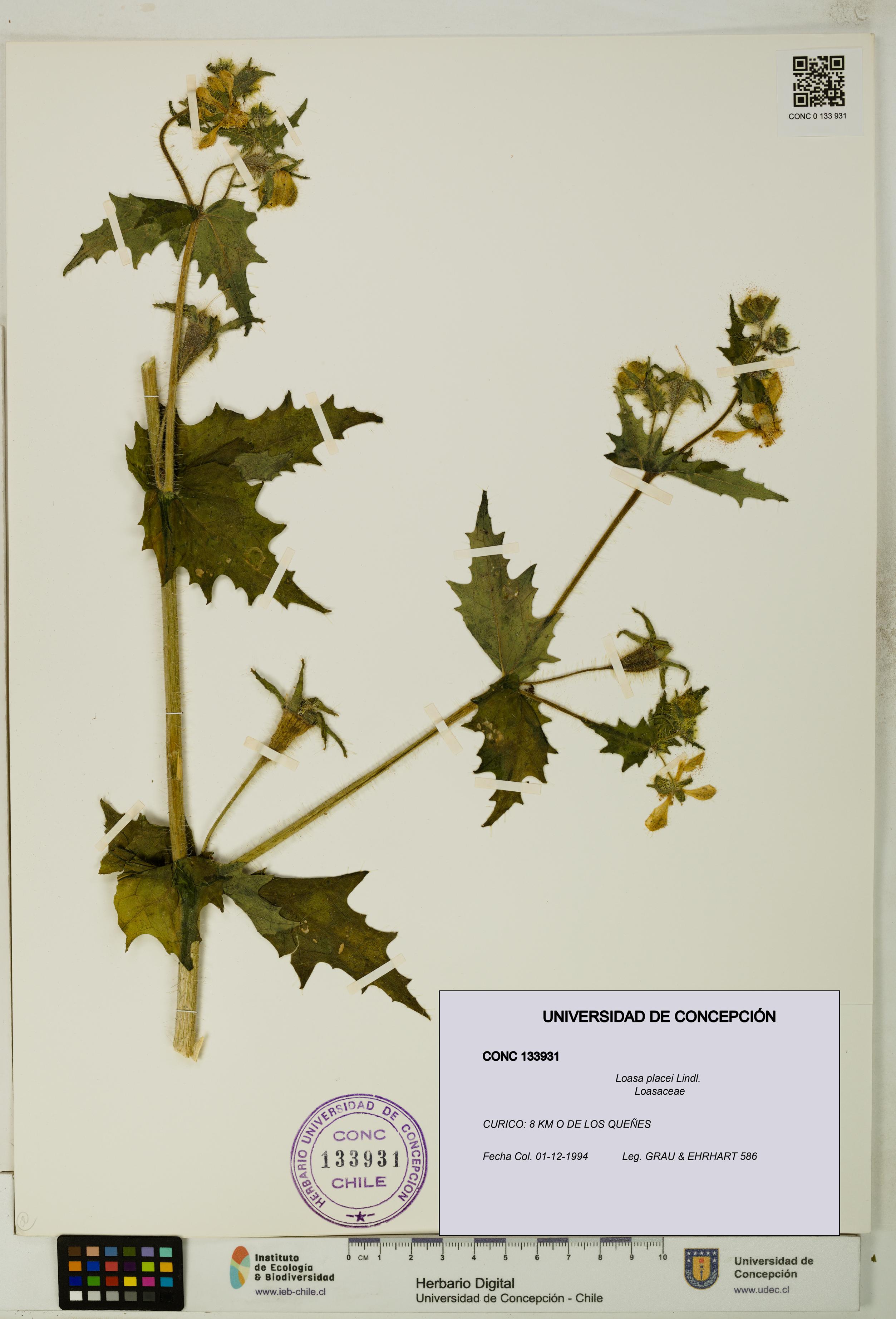 Loasa placei [Espécimen: UDEC:CONC:0133931]