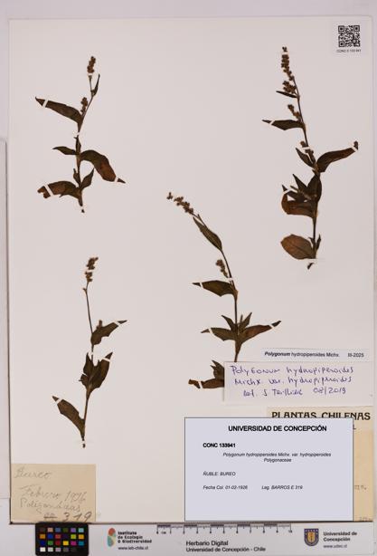 Polygonum hydropiperoides var. hydropiperoides [Espécimen: UDEC:CONC:0133941]