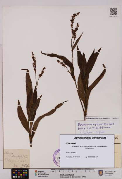 Polygonum hydropiperoides var. hydropiperoides [Espécimen: UDEC:CONC:0133943]