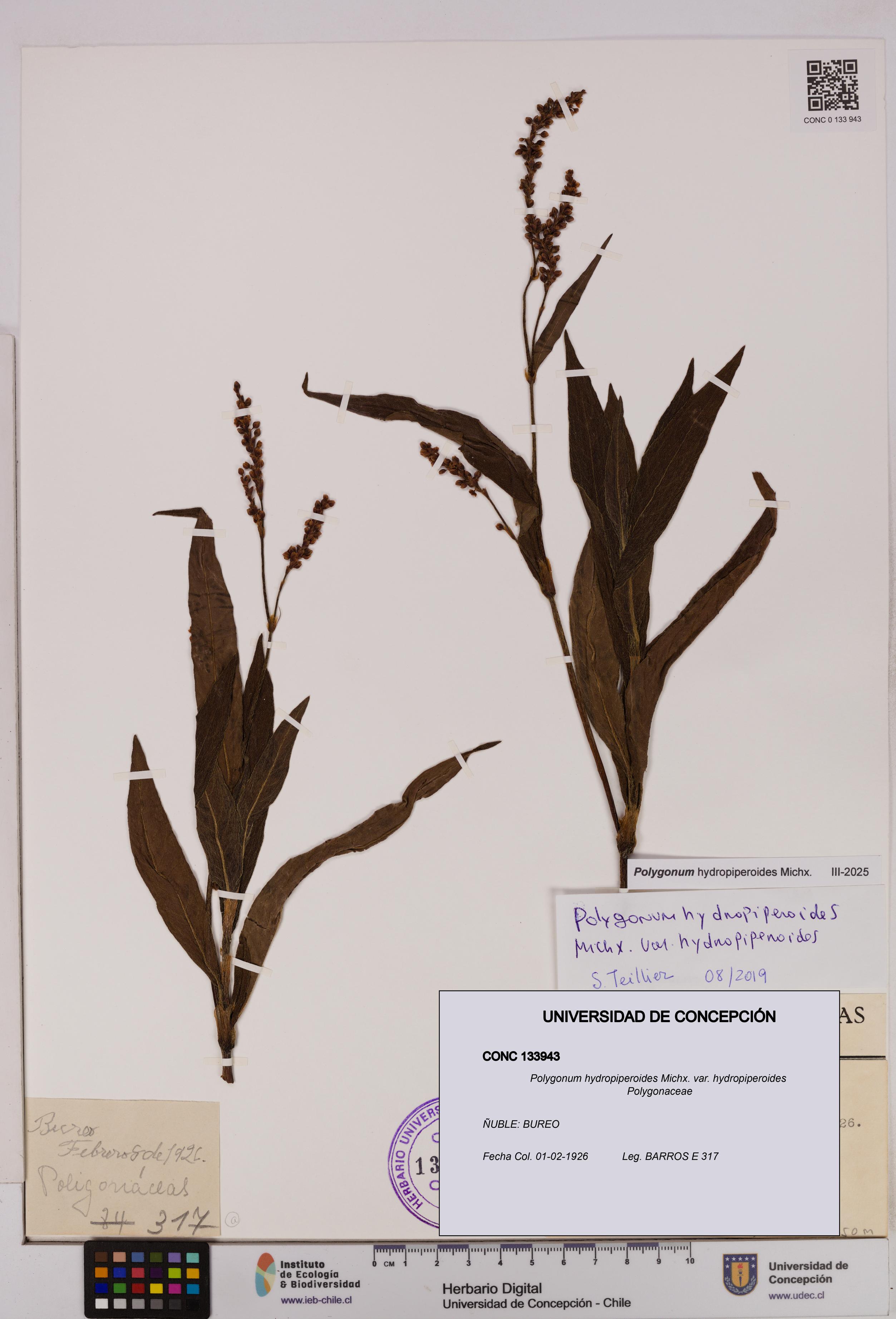 Polygonum hydropiperoides var. hydropiperoides [Espécimen: UDEC:CONC:0133943]