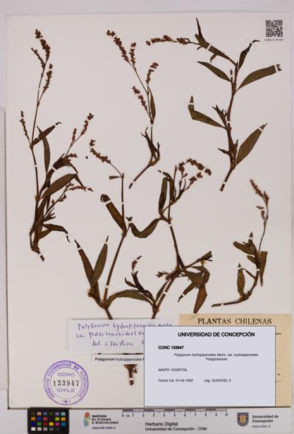 Polygonum hydropiperoides var. hydropiperoides [Espécimen: UDEC:CONC:0133947]