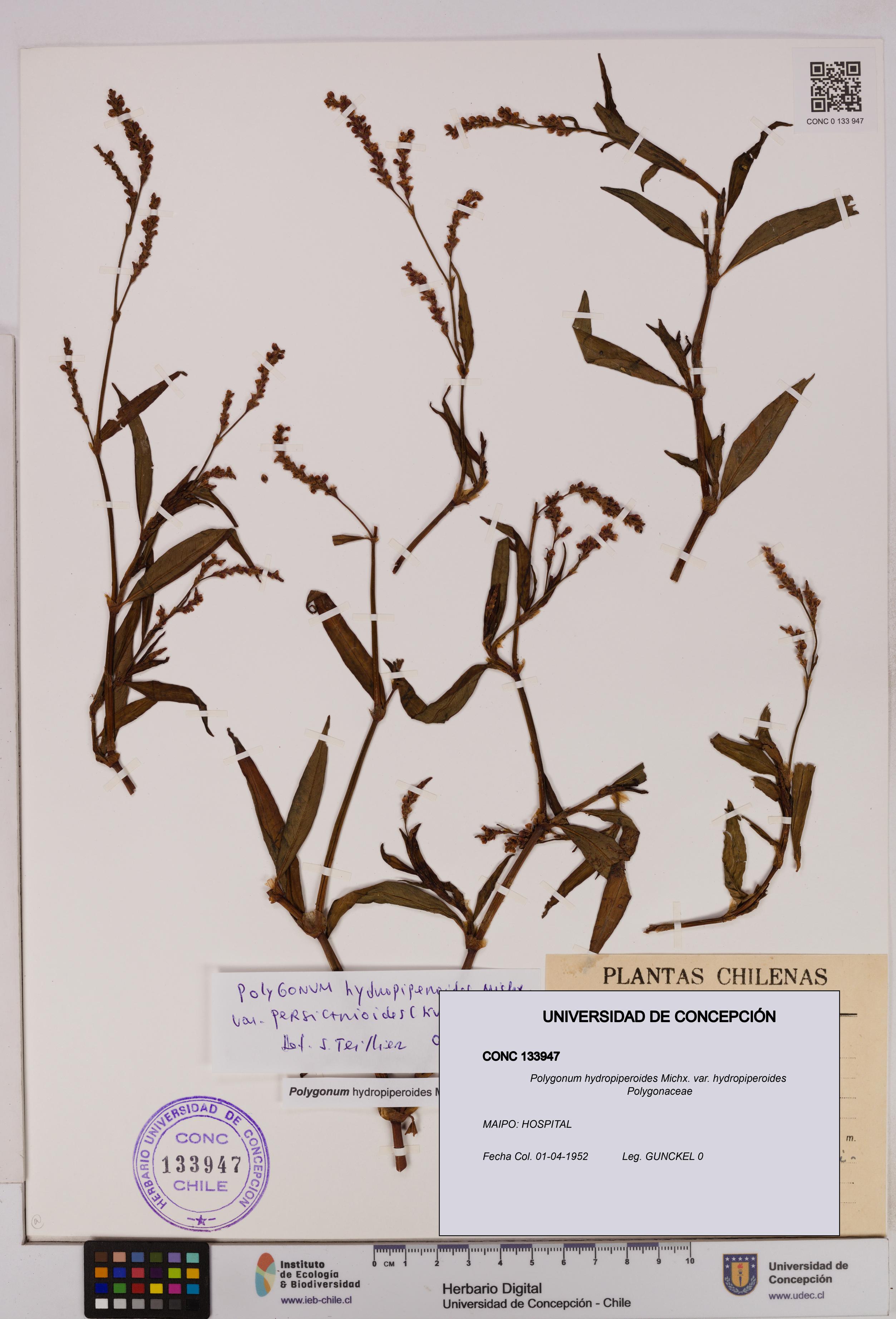 Polygonum hydropiperoides var. hydropiperoides [Espécimen: UDEC:CONC:0133947]