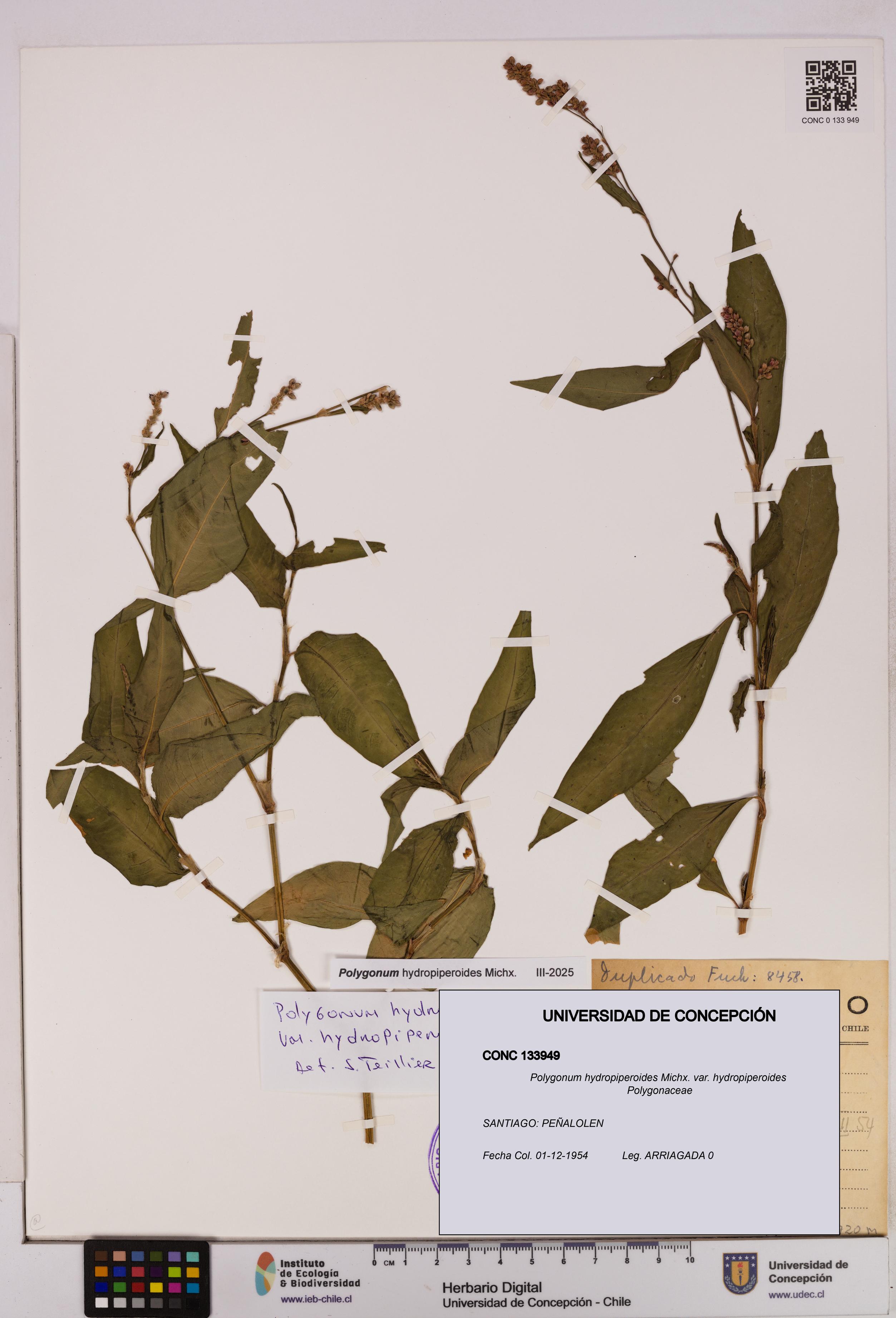 Polygonum hydropiperoides var. hydropiperoides [Espécimen: UDEC:CONC:0133949]