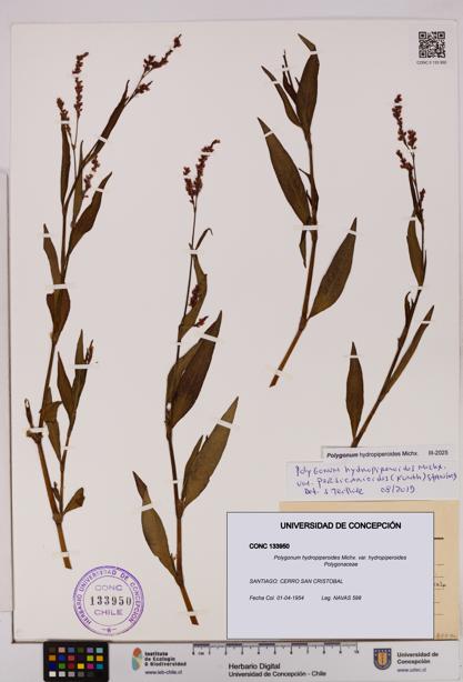 Polygonum hydropiperoides var. hydropiperoides [Espécimen: UDEC:CONC:0133950]