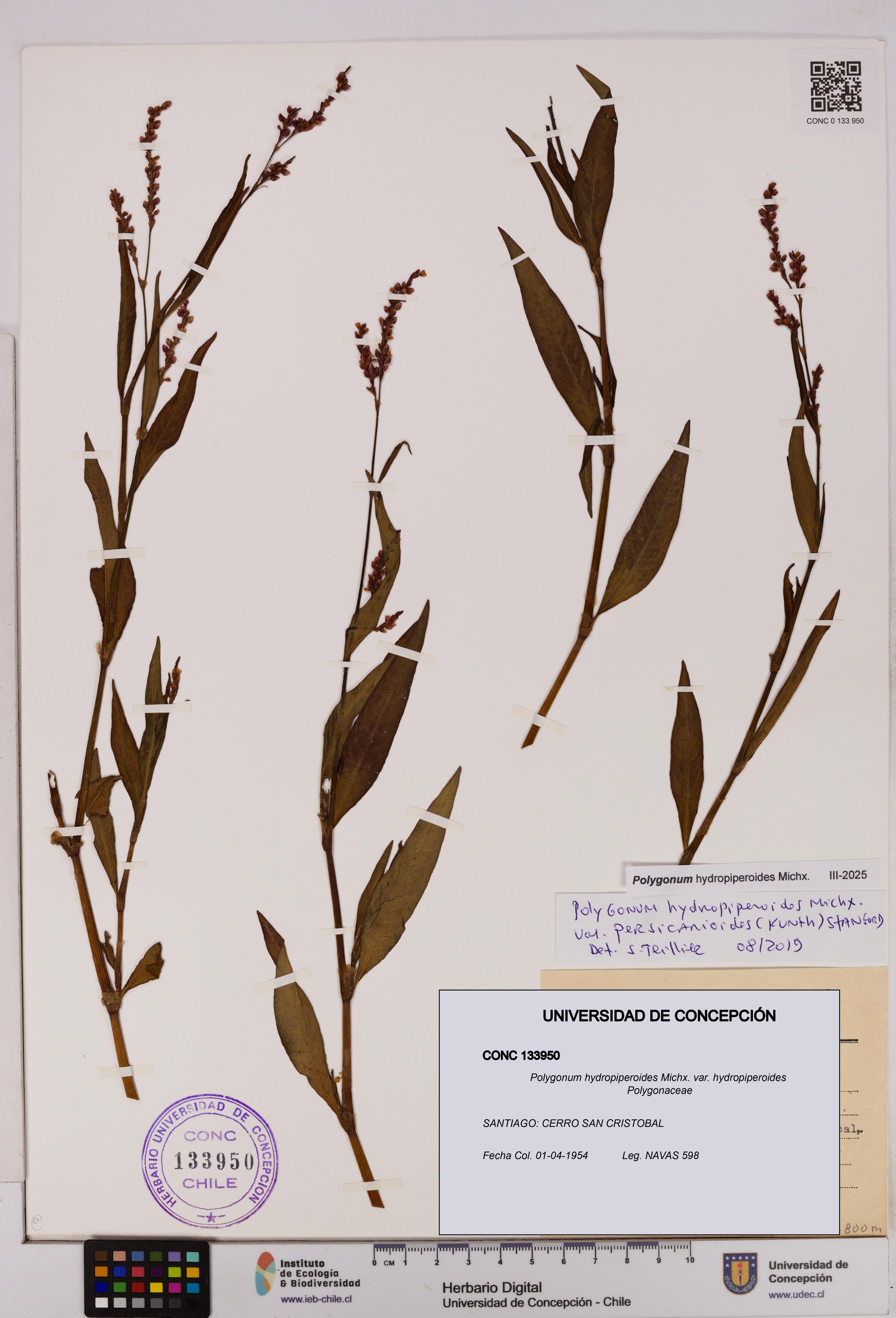 Polygonum hydropiperoides var. hydropiperoides [Espécimen: UDEC:CONC:0133950]