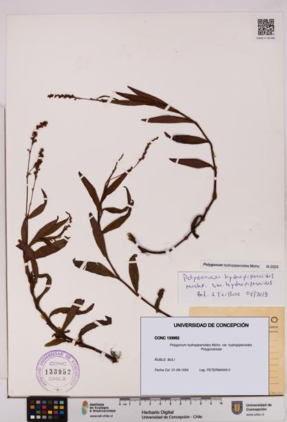 Polygonum hydropiperoides var. hydropiperoides [Espécimen: UDEC:CONC:0133952]