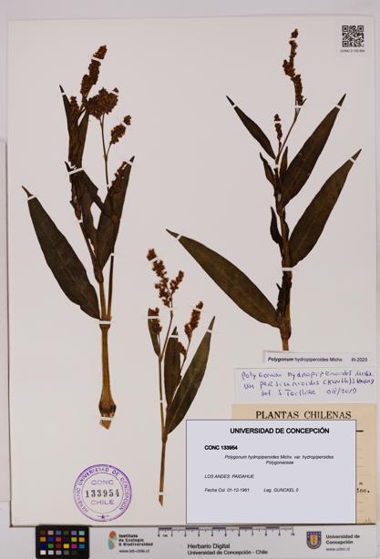 Polygonum hydropiperoides var. hydropiperoides [Espécimen: UDEC:CONC:0133954]