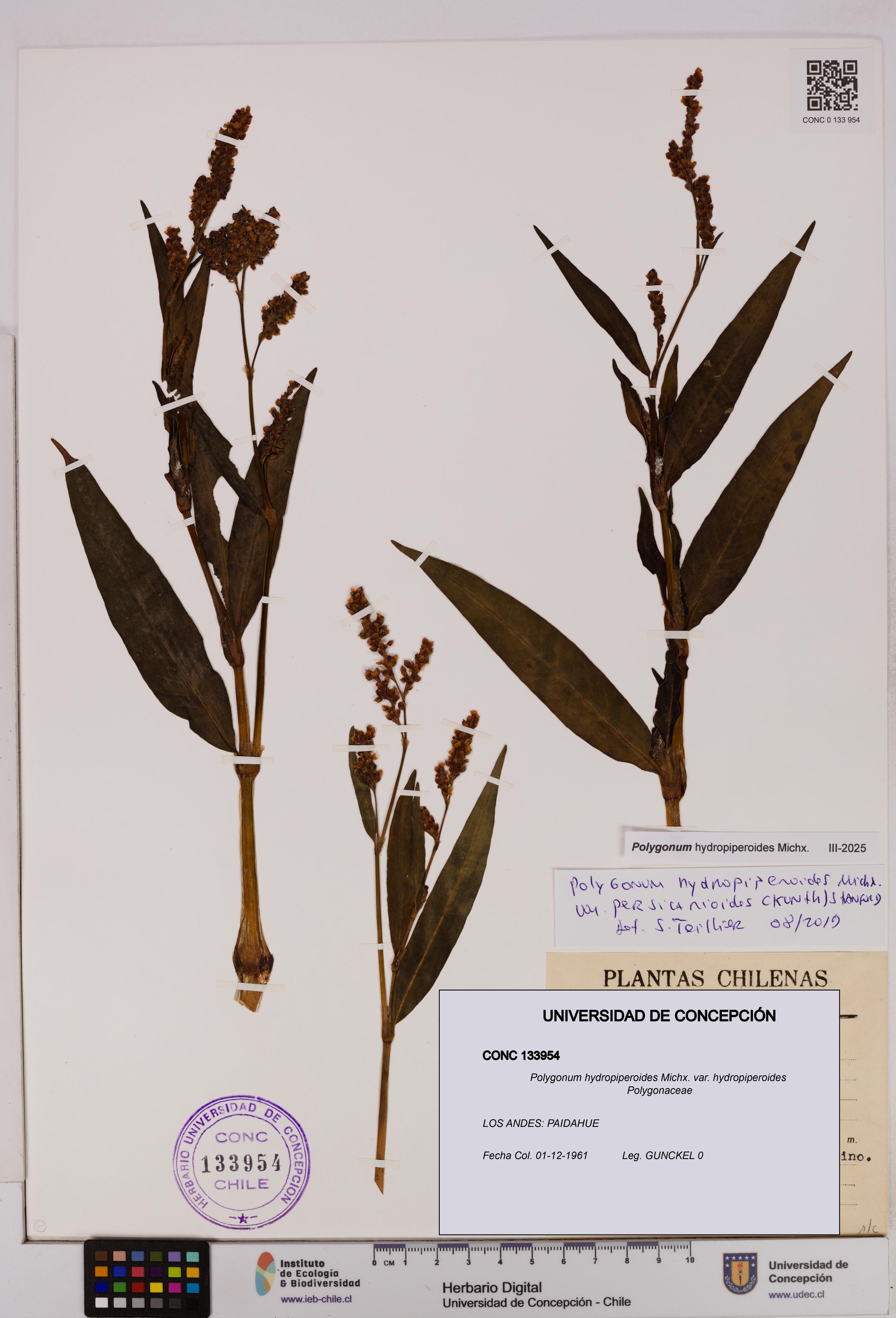 Polygonum hydropiperoides var. hydropiperoides [Espécimen: UDEC:CONC:0133954]