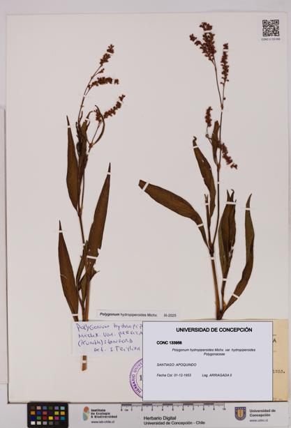 Polygonum hydropiperoides var. hydropiperoides [Espécimen: UDEC:CONC:0133956]