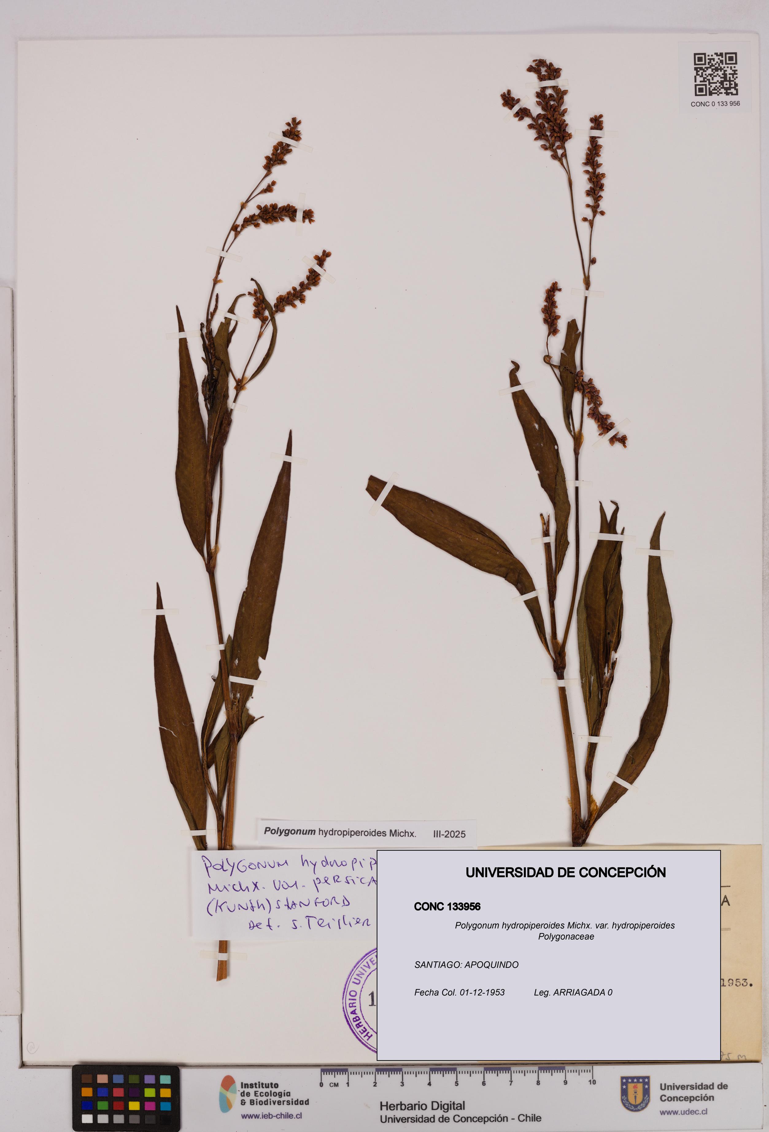 Polygonum hydropiperoides var. hydropiperoides [Espécimen: UDEC:CONC:0133956]