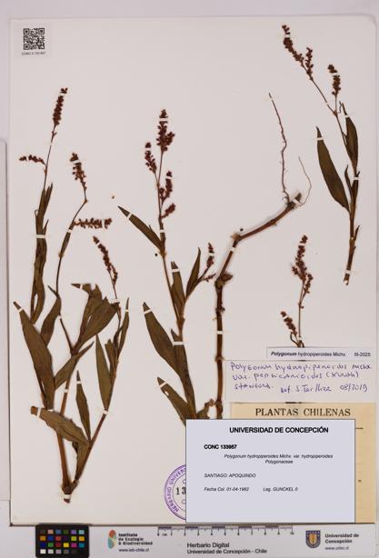 Polygonum hydropiperoides var. hydropiperoides [Espécimen: UDEC:CONC:0133957]