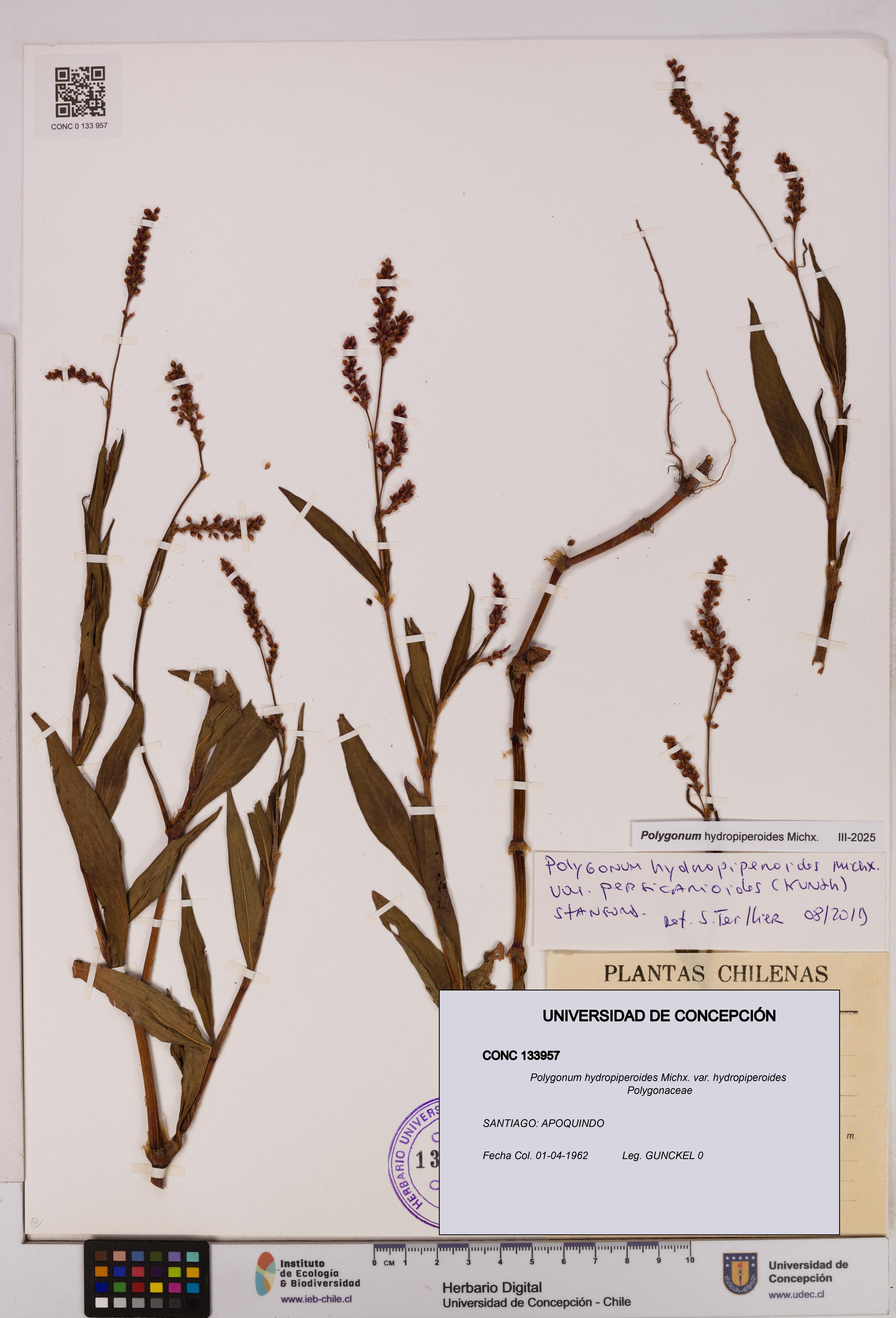 Polygonum hydropiperoides var. hydropiperoides [Espécimen: UDEC:CONC:0133957]