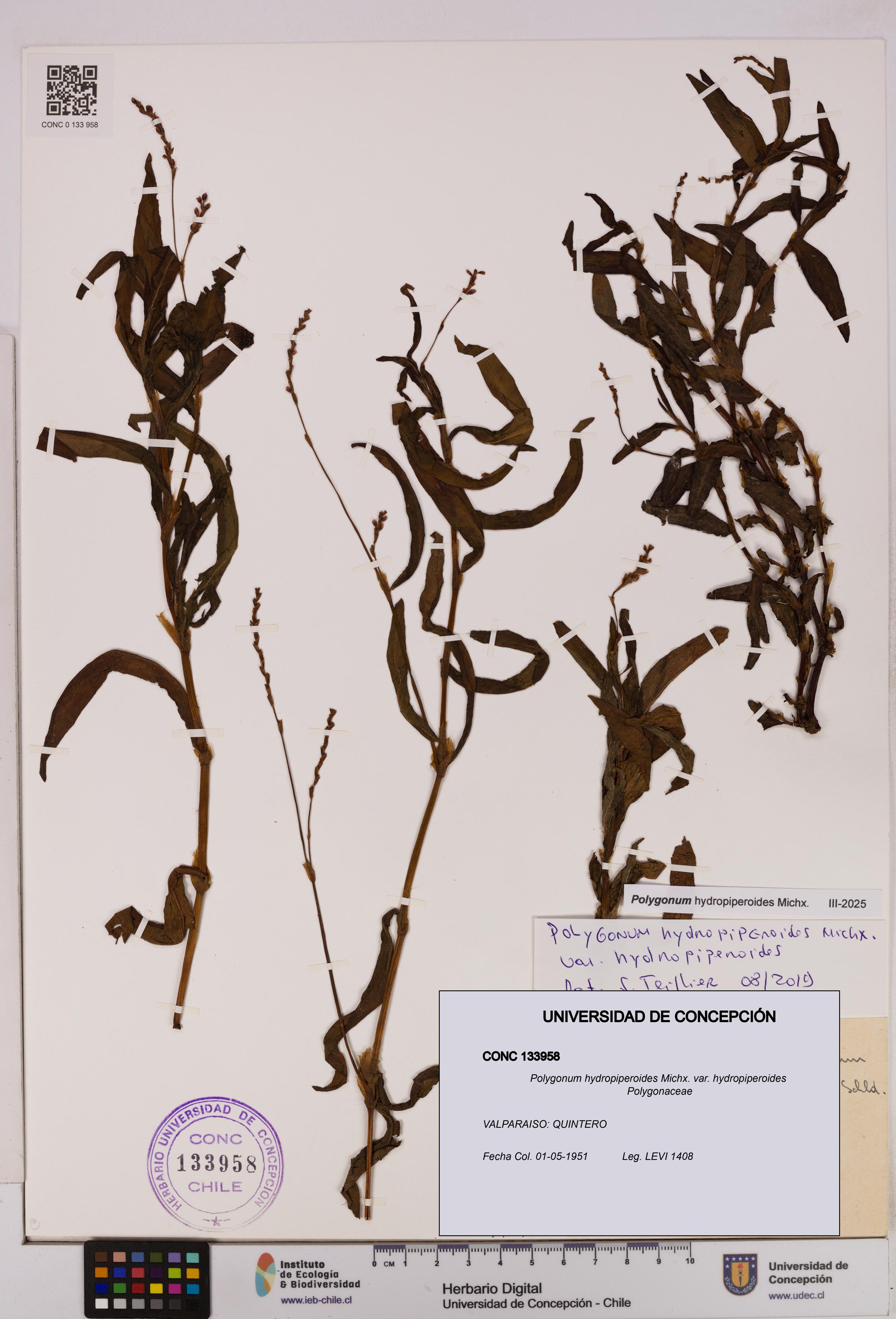 Polygonum hydropiperoides var. hydropiperoides [Espécimen: UDEC:CONC:0133958]