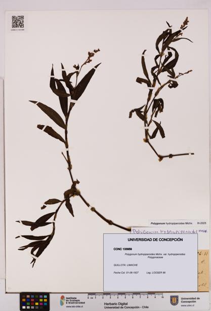 Polygonum hydropiperoides var. hydropiperoides [Espécimen: UDEC:CONC:0133959]
