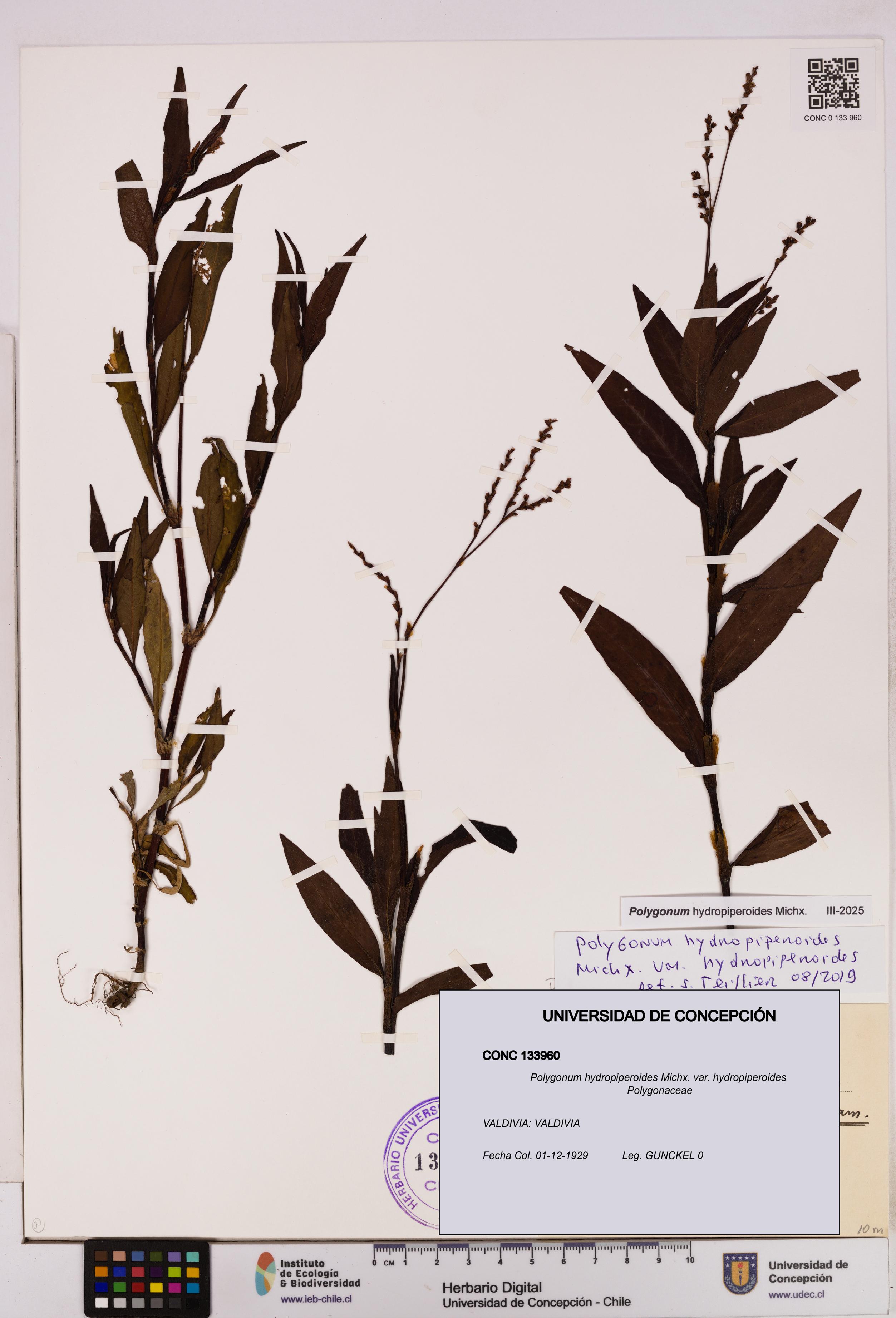 Polygonum hydropiperoides var. hydropiperoides [Espécimen: UDEC:CONC:0133960]