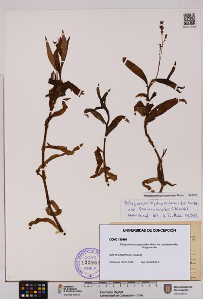 Polygonum hydropiperoides var. hydropiperoides [Espécimen: UDEC:CONC:0133968]