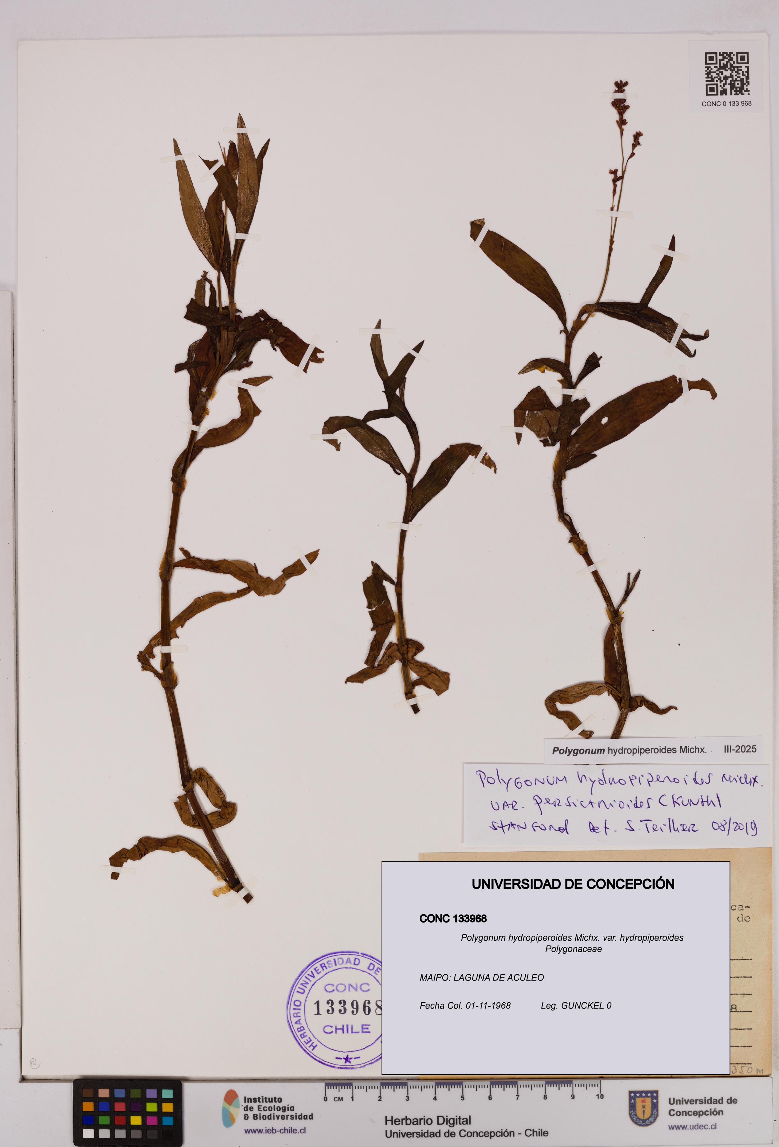 Polygonum hydropiperoides var. hydropiperoides [Espécimen: UDEC:CONC:0133968]