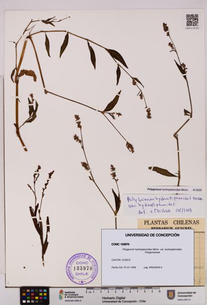 Polygonum hydropiperoides var. hydropiperoides [Espécimen: UDEC:CONC:0133970]
