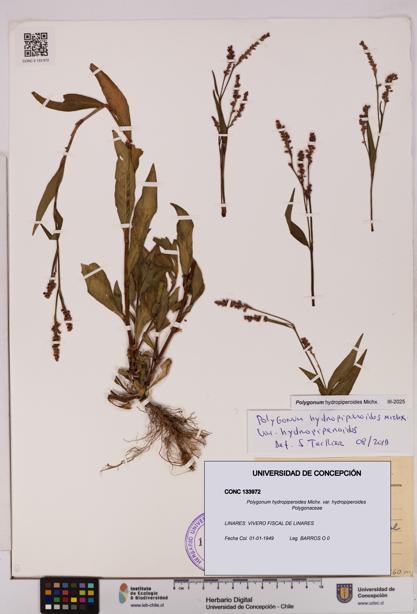 Polygonum hydropiperoides var. hydropiperoides [Espécimen: UDEC:CONC:0133972]