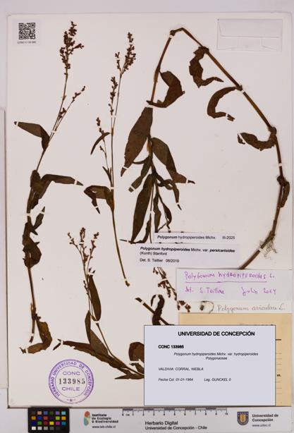 Polygonum hydropiperoides var. hydropiperoides [Espécimen: UDEC:CONC:0133985]
