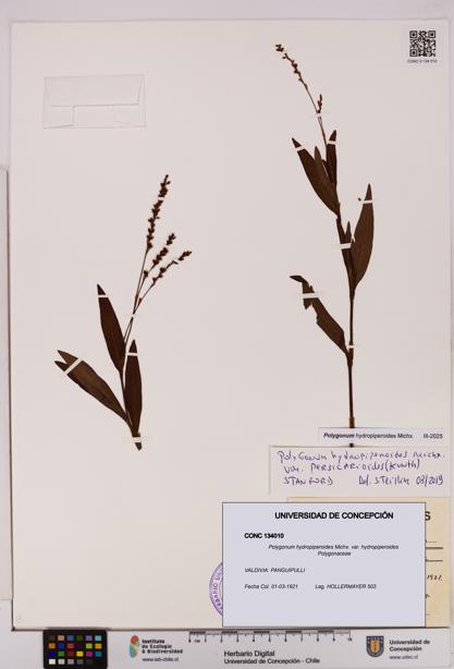 Polygonum hydropiperoides var. hydropiperoides [Espécimen: UDEC:CONC:0134010]