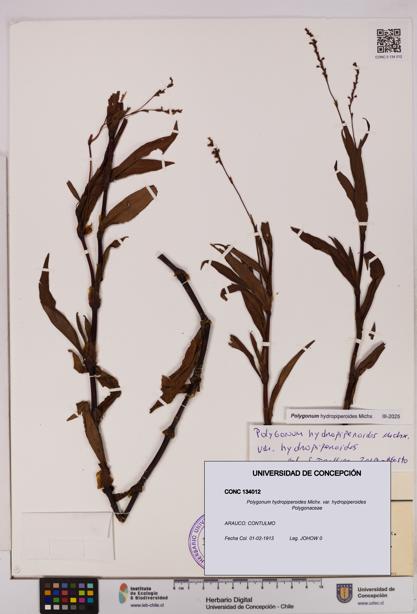 Polygonum hydropiperoides var. hydropiperoides [Espécimen: UDEC:CONC:0134012]