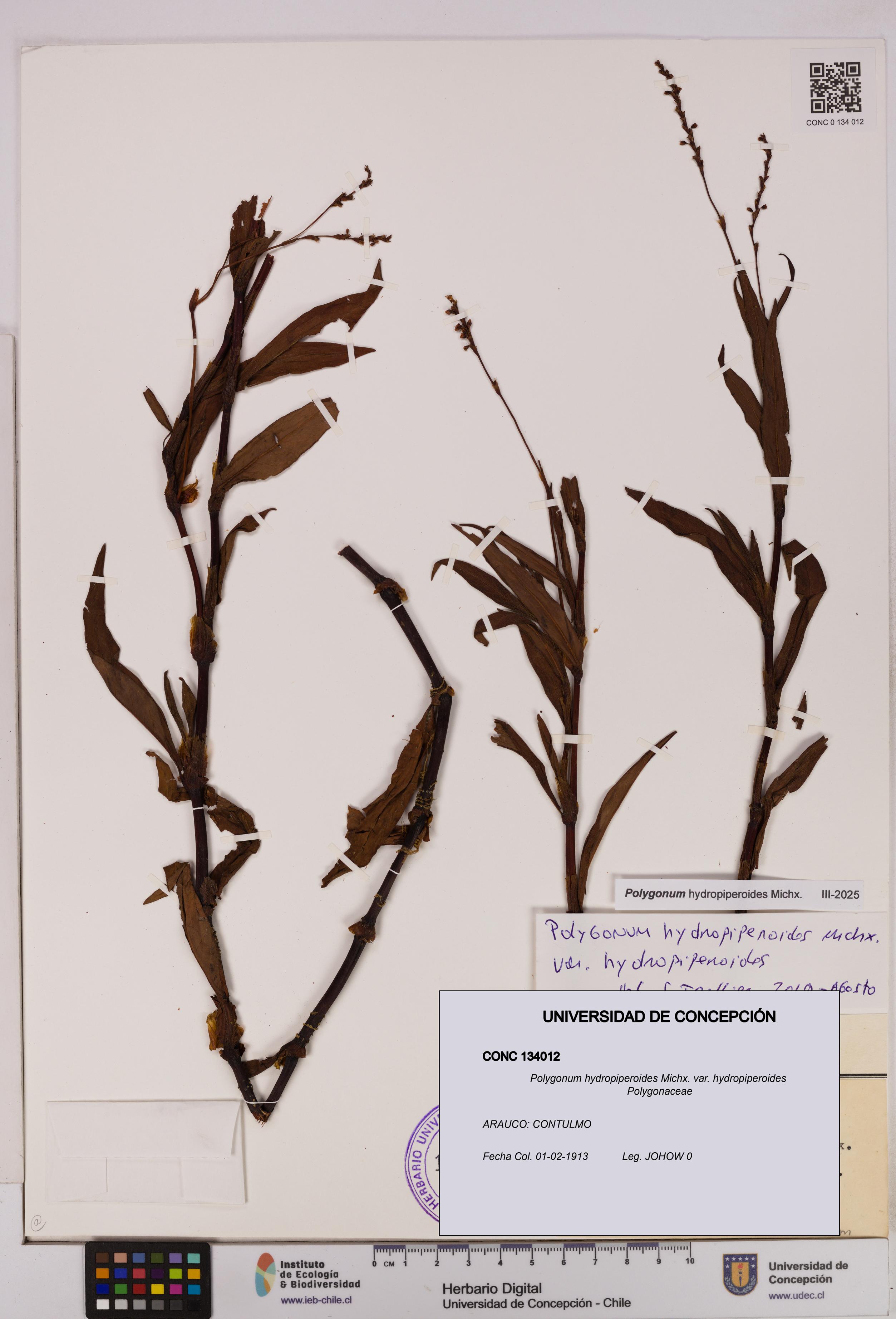 Polygonum hydropiperoides var. hydropiperoides [Espécimen: UDEC:CONC:0134012]