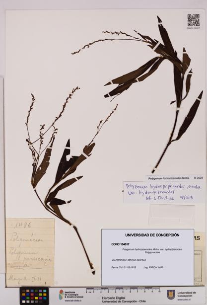 Polygonum hydropiperoides var. hydropiperoides [Espécimen: UDEC:CONC:0134017]