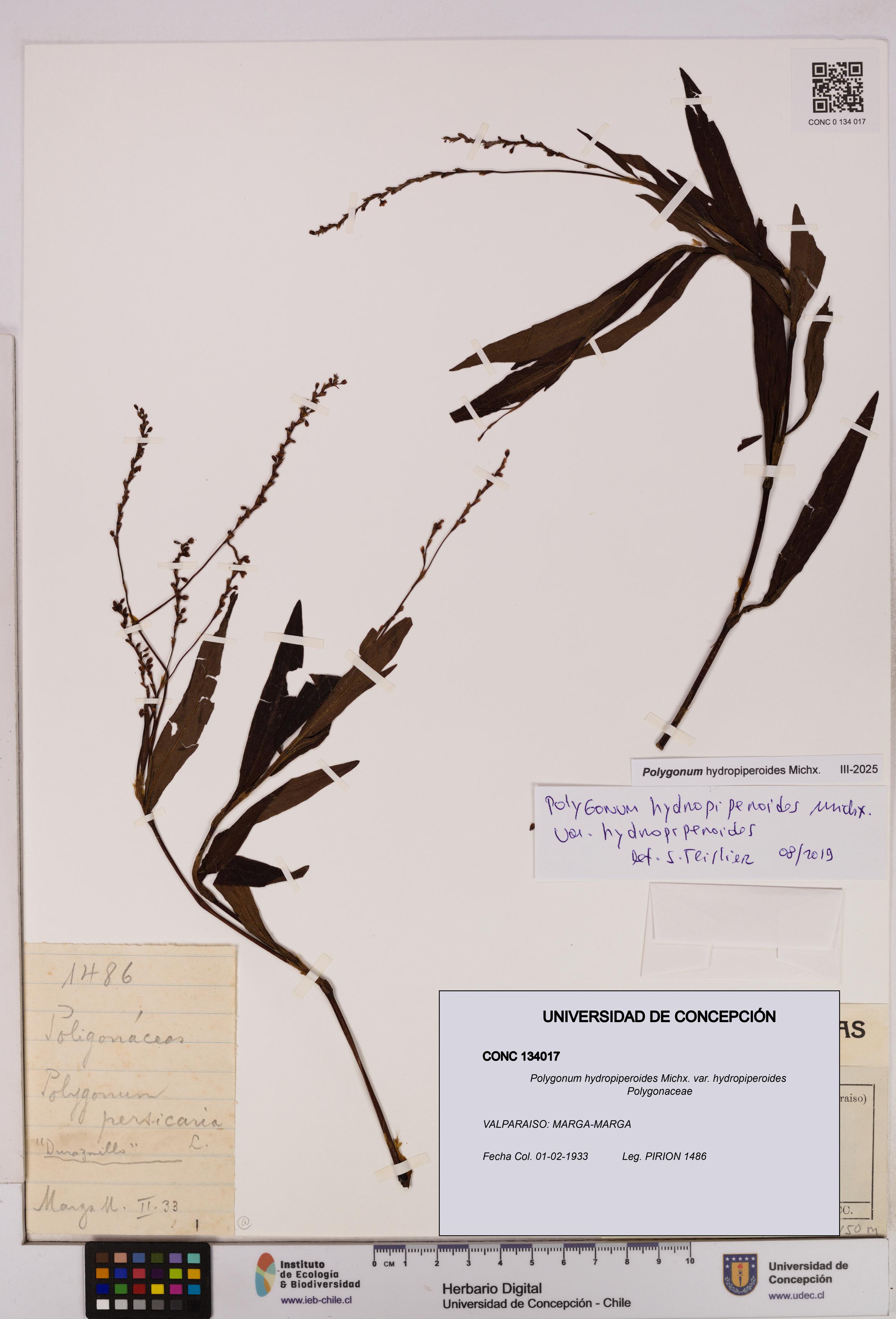 Polygonum hydropiperoides var. hydropiperoides [Espécimen: UDEC:CONC:0134017]