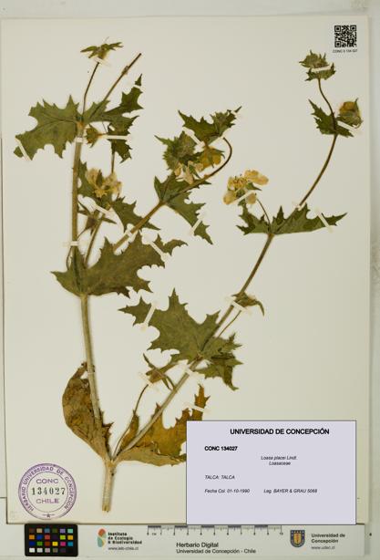 Loasa placei [Espécimen: UDEC:CONC:0134027]