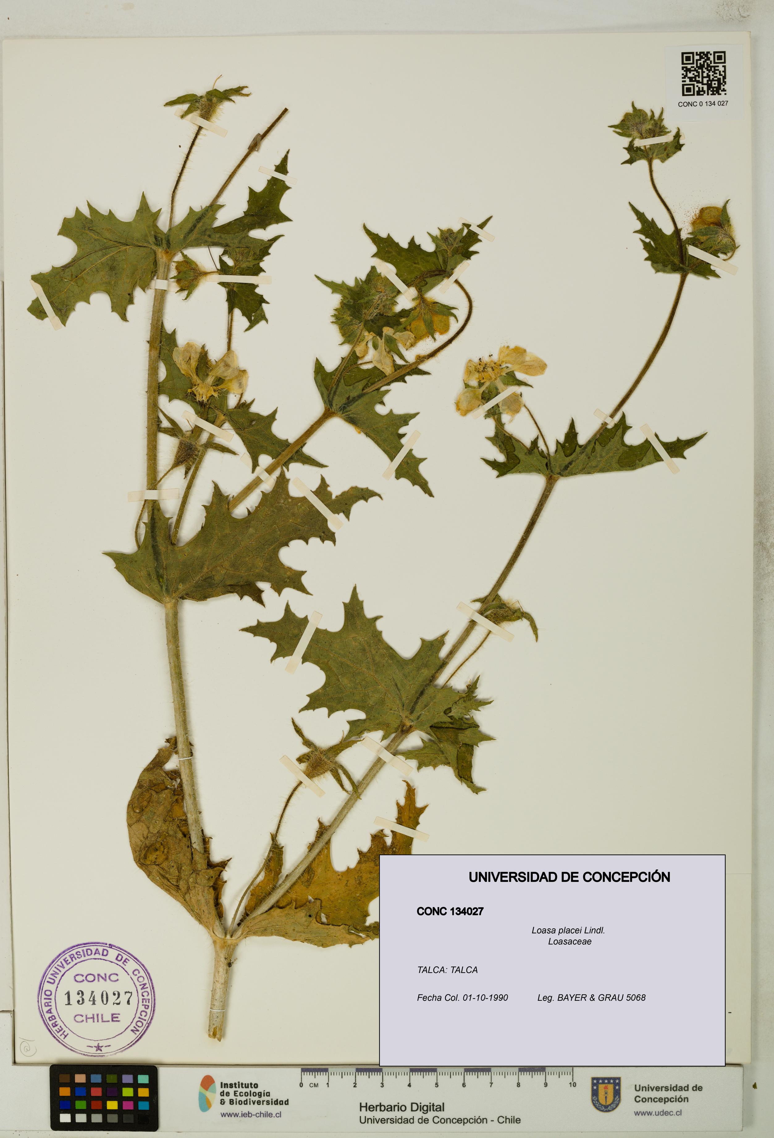 Loasa placei [Espécimen: UDEC:CONC:0134027]