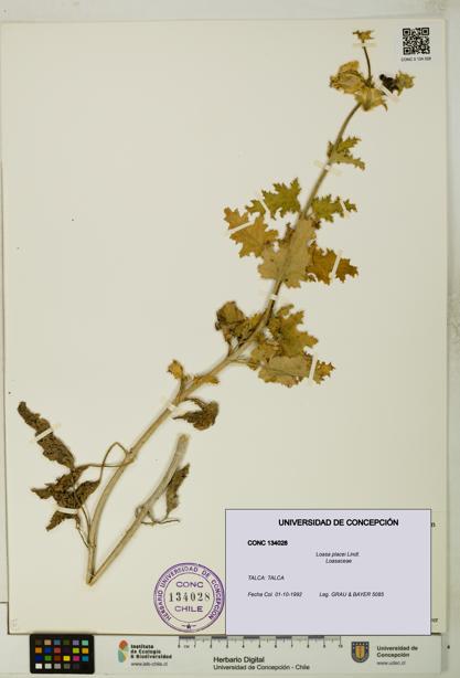 Loasa placei [Espécimen: UDEC:CONC:0134028]
