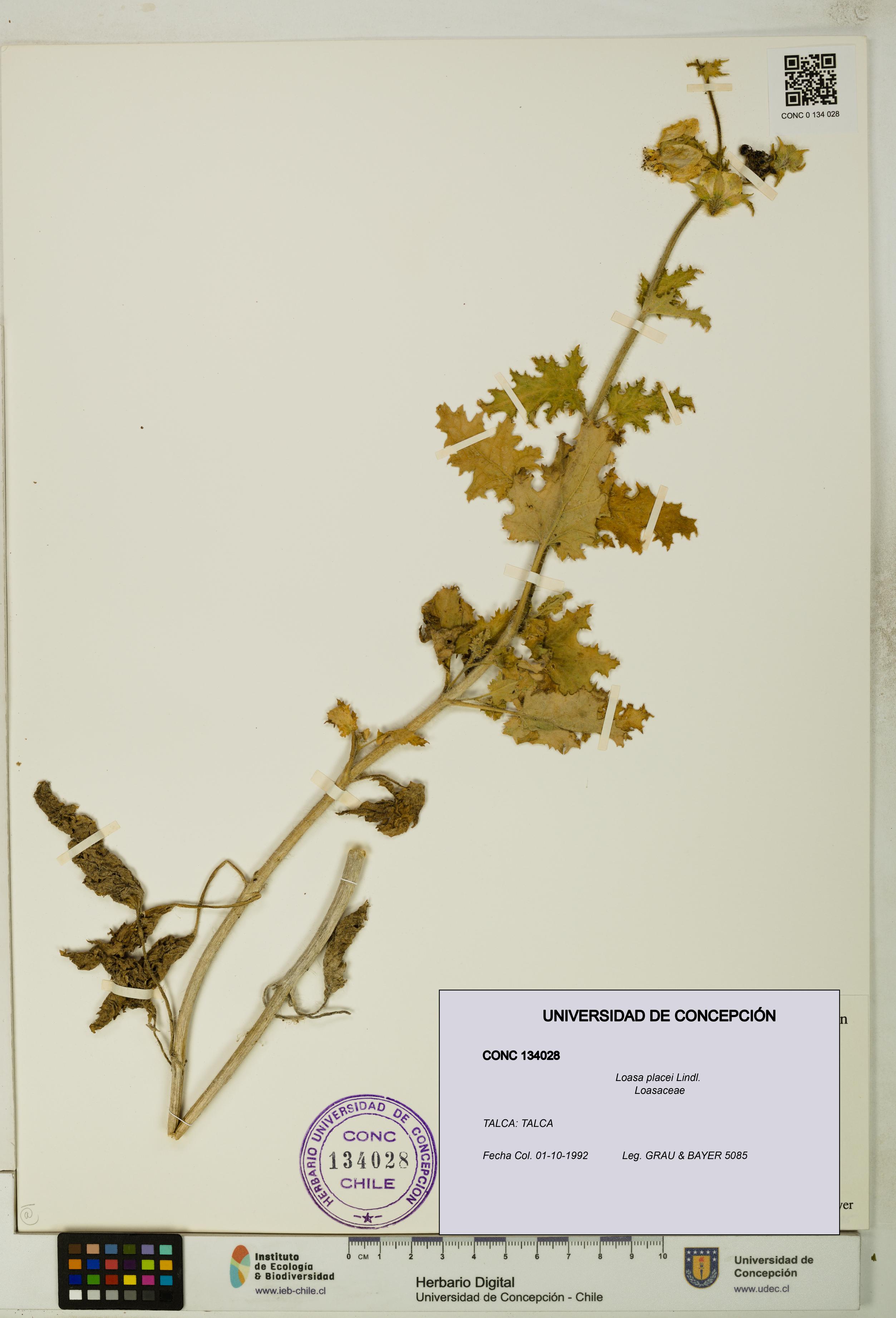 Loasa placei [Espécimen: UDEC:CONC:0134028]