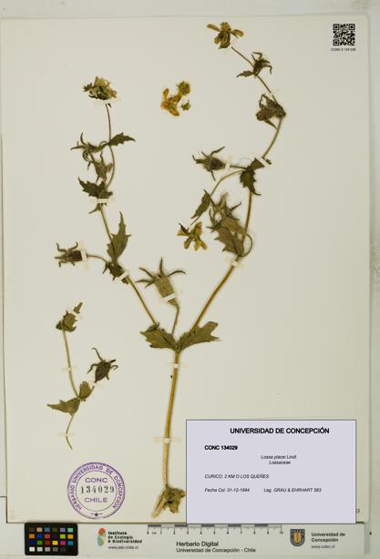 Loasa placei [Espécimen: UDEC:CONC:0134029]