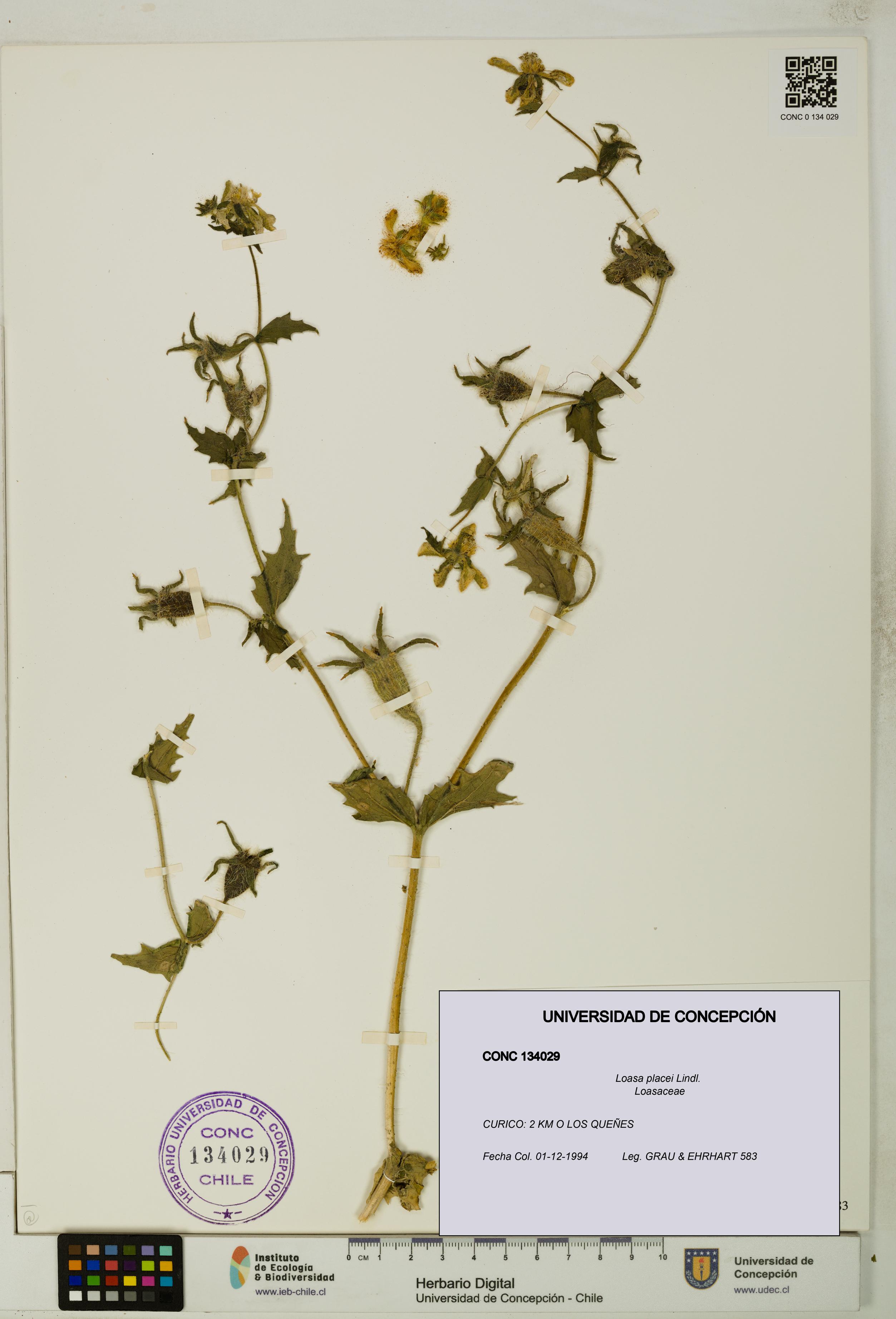 Loasa placei [Espécimen: UDEC:CONC:0134029]