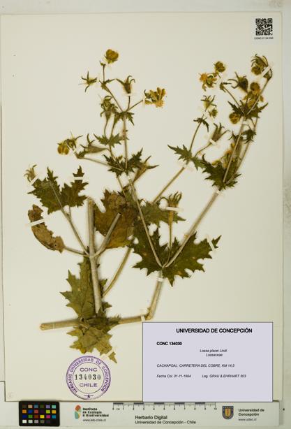 Loasa placei [Espécimen: UDEC:CONC:0134030]