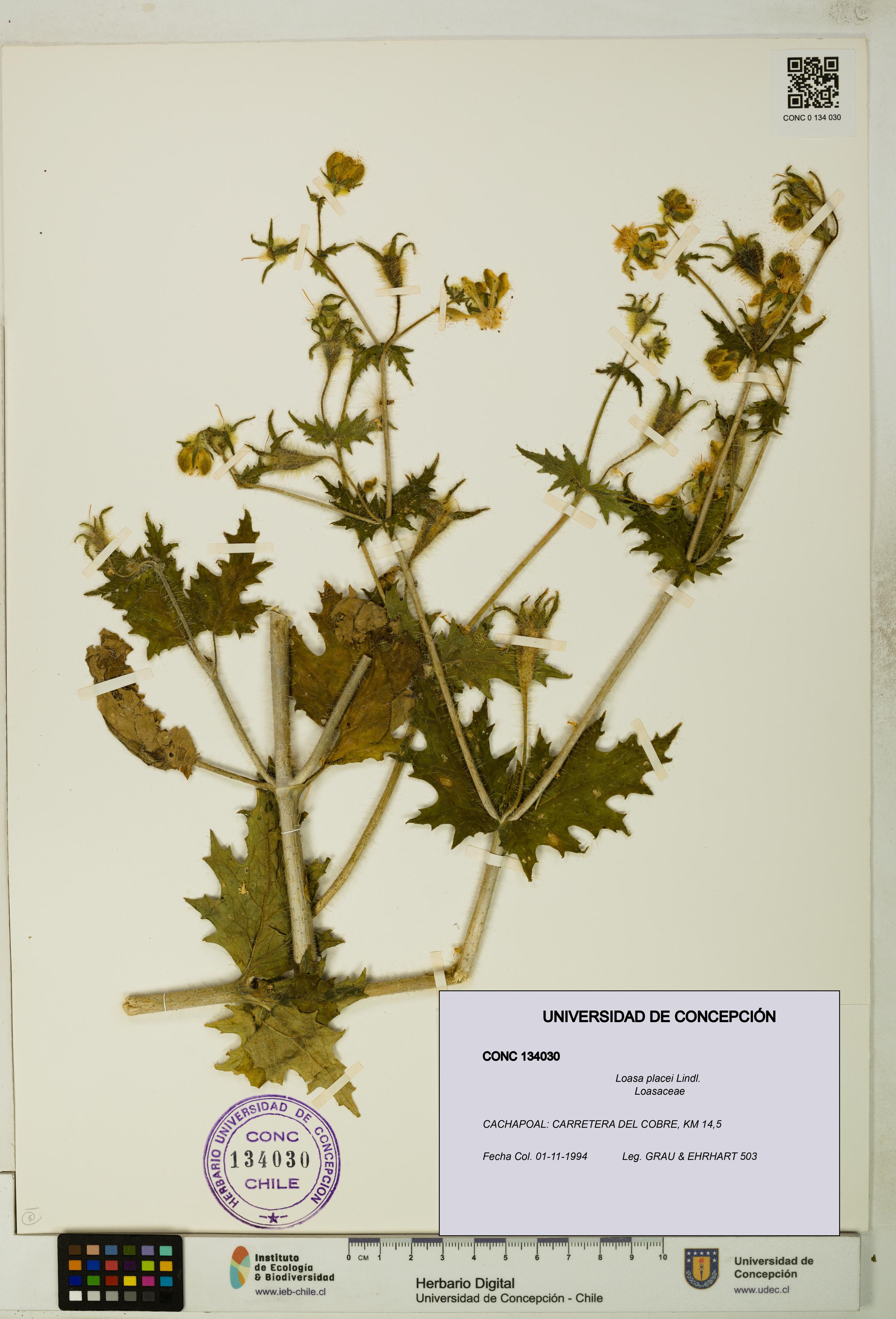 Loasa placei [Espécimen: UDEC:CONC:0134030]